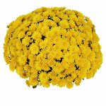 ХРИЗАНТЕМА Cruise Yellow/Daybreak Dark Yellow