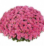 ХРИЗАНТЕМА Ditto Dark Pink