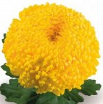 ХРИЗАНТЕМА Creamist Yellow