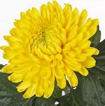 ХРИЗАНТЕМА Magnum Yellow