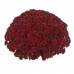 ХРИЗАНТЕМА Cheer Red/Sunbeam Red