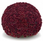 ХРИЗАНТЕМА Aduro Red. Цена за 1 шт