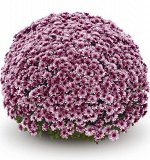 ХРИЗАНТЕМА Aduro Pink.