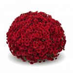 ХРИЗАНТЕМА Lariva Red