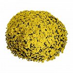 ХРИЗАНТЕМА Staviski Yellow