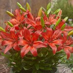 ЛИЛИЯ FantAsiatic Red
