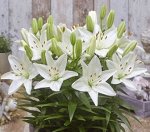 ЛИЛИЯ FantAsiatic White