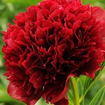 ПИОН Red Double