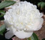 ПИОН White Double