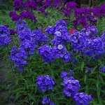 ФЛОКС Blue Paradise