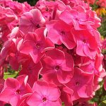 ФЛОКС Pink Attraction