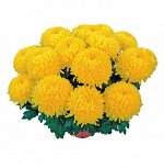 ХРИЗАНТЕМА Etincelor Yellow