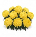 ХРИЗАНТЕМА Douceur Yellow