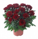 ХРИЗАНТЕМА Chrystal Red