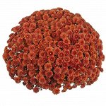 ХРИЗАНТЕМА Reef Bronze/Daybreak Dark Bronze