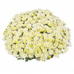 ХРИЗАНТЕМА Ditto White
