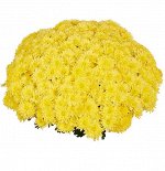 25 Homerun Yellow