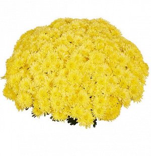 25 Homerun Yellow