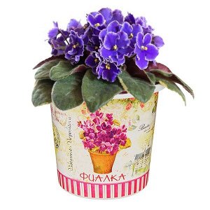 Фиалка Фиалка – это очень популярное и красивое домашнее растение. С набором Rostok Visa у вас есть возможность самому вырастить этот цветок у себя дома на подоконнике. В наборе есть все необходимое: 