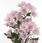 ХРИЗАНТЕМА Anastasia Pink