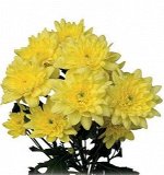 ХРИЗАНТЕМА Pina Colada Yellow