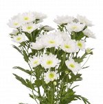 ХРИЗАНТЕМА Radost White