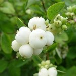 Снежноягодник доренбози (Серия Северный сад) Вайт Хэйдж