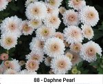 Daphne Pearl