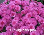 Gigi Dark Pink