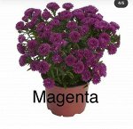 Magenta