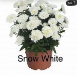 Showmakers® Snow White