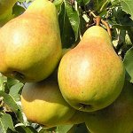 Груша NEW  (полукарликовый подвой)