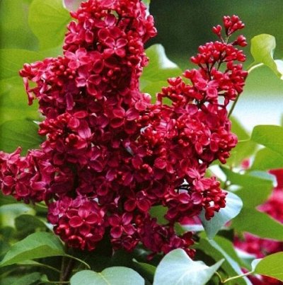 Цветы, лук севок и семенной картофель, хвойные. Распродажа. Лиственные ...