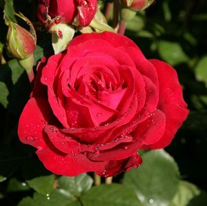 Роза Stortebeker