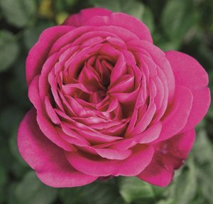 Роза Goethe-Rose