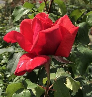 Роза Duftwolke