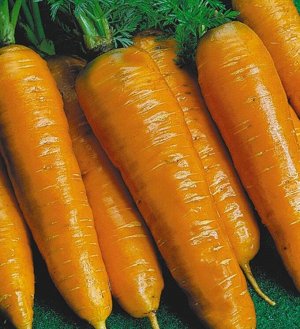 Морковь Тушон