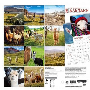 Эти забавные альпаки. Календарь настенный на 16 месяцев на 2021 год (300х300 мм)