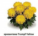 Хризантема Горшечная Trumpf Yellow
