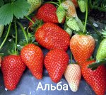 Альба