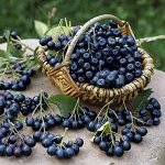 ягода Рябина черноплодная 1 кг