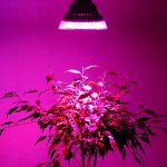 ФитоЛампы - Лампы для растений