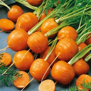 Морковь Полярная клюква