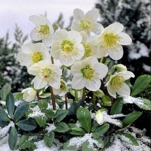 Морозник Зимний цветок