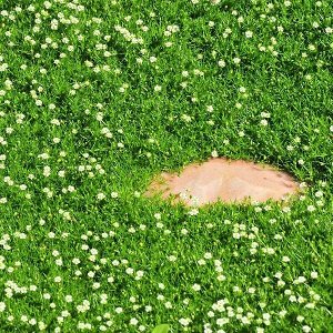 Мшанка Ирландский мох (шиловидная)