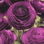 Лютик (Ранункулюс) Цветущая долина фиолетовая F1