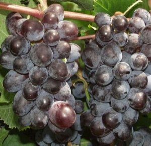 Виноград столовый ЮПИТЕР