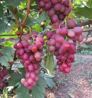 Виноград столовый АНЮТА