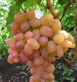 Виноград столовый ЛИВИЯ