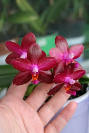 Phal.(Golden Sun-Dragon Tree Eagle)‘Yaphon’2.5”